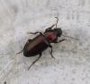 Harpalus distinguendus
